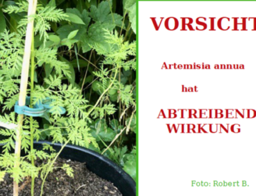 Artemisia Annua – Heiltee verboten!